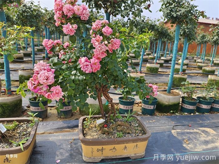 提根月季(图2)