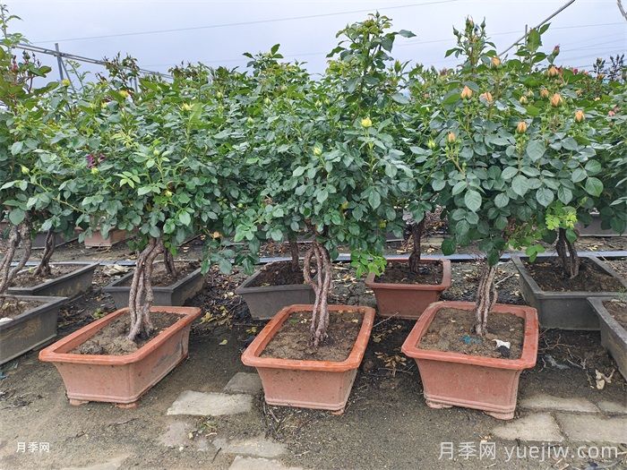 提根月季(图3)