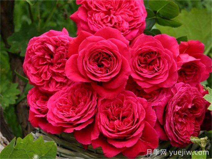皇家胭脂月季，花朵硕大香味迷人的欧月(图1)