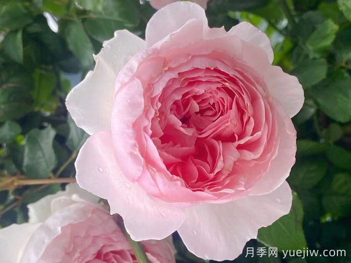 威基伍德月季/粉伍德月季(图3)
