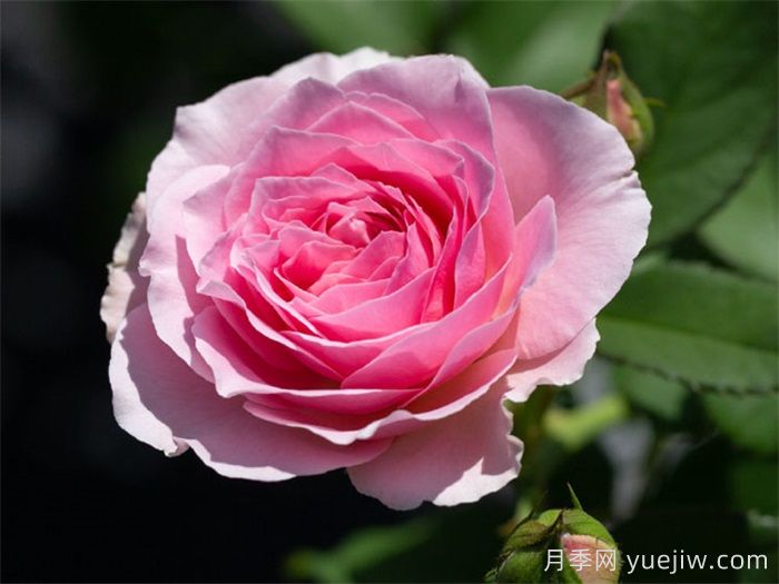 纨扇月季(图2)