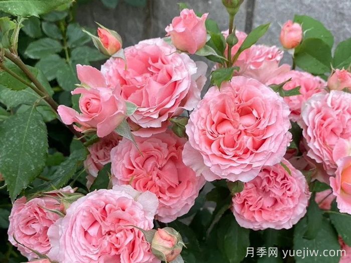 珊瑚果冻月季(图3)