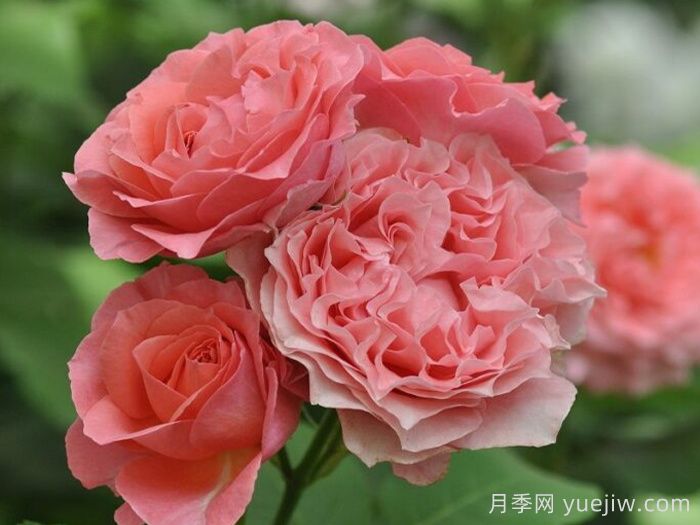 珊瑚果冻月季(图4)