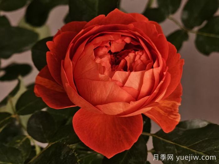 熔岩月季(图5)