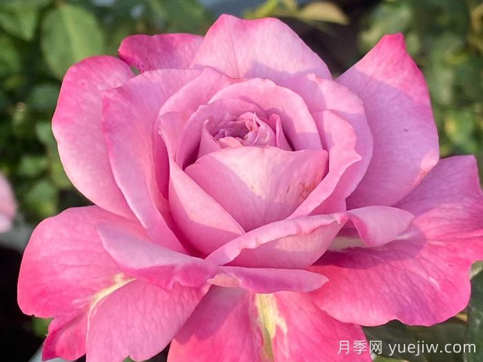 缥缈月季(图3)