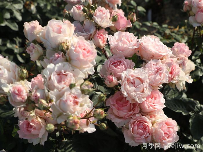 曼倩月季(图2)