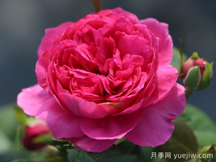 蔻丹月季(图1)