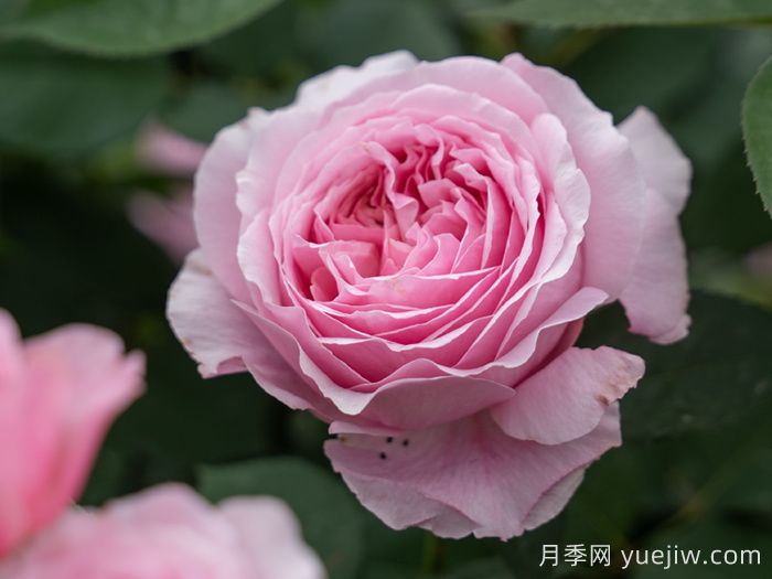 和娇月季(图1)