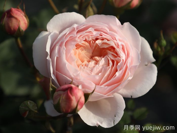 粉妍月季(图1)