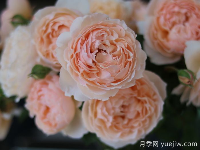 粉妍月季(图2)