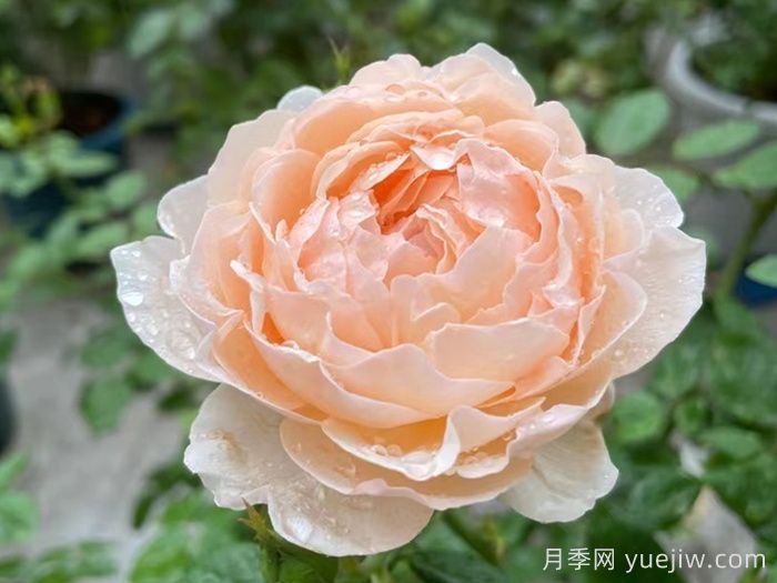 粉妍月季(图3)