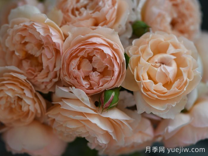 粉妍月季(图4)