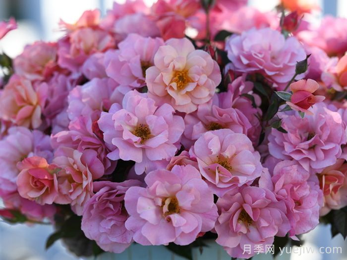 春朝月季(图2)