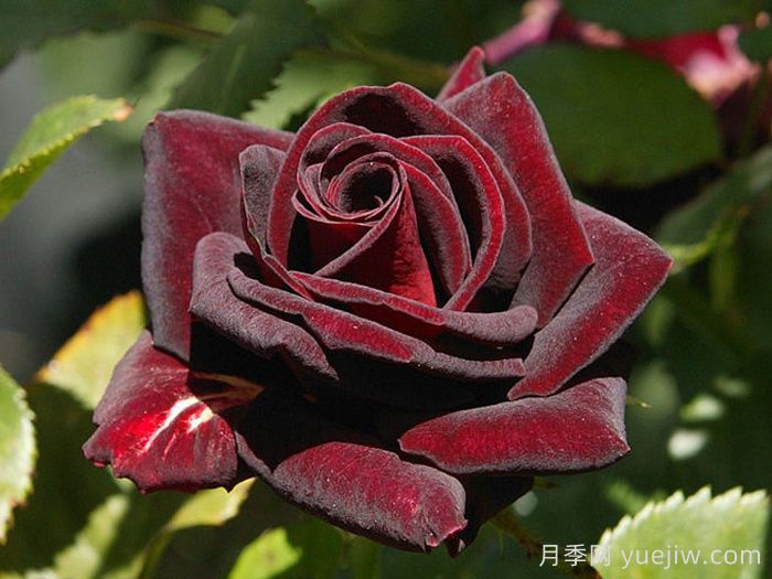 黑美人月季(科德斯)(图3)