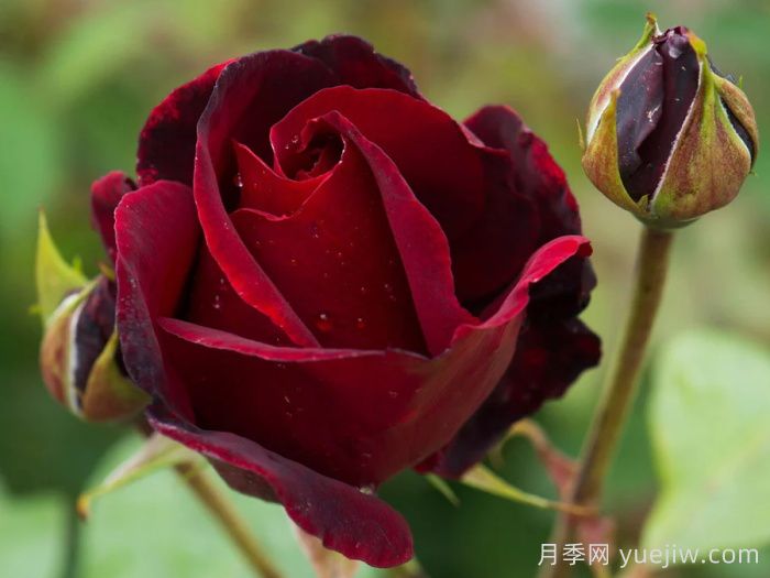 黑美人月季(戴尔巴德)(图1)