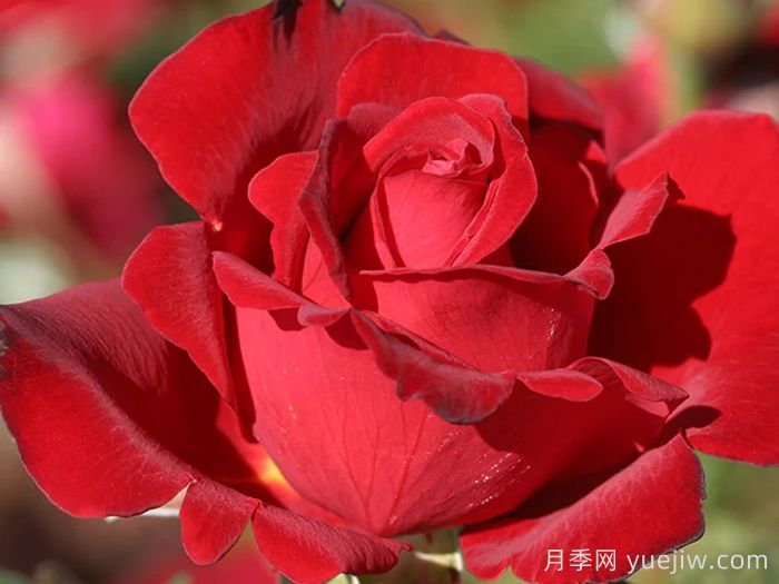 黑美人月季(戴尔巴德)(图3)