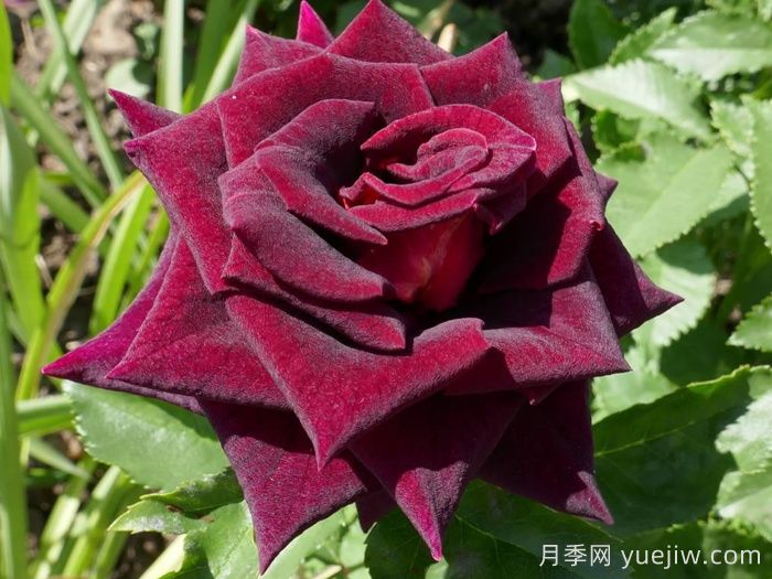 黑美人月季(科德斯)(图1)