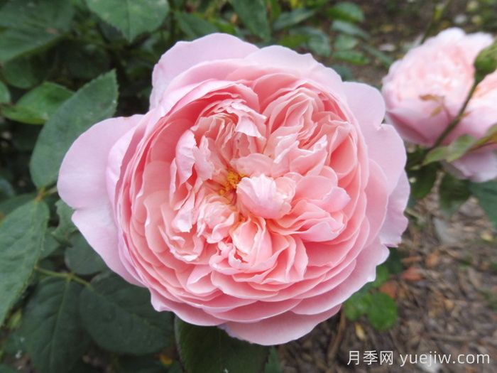 安尼克城堡月季/阿尼克月季(图2)