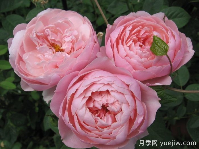安尼克城堡月季/阿尼克月季(图3)