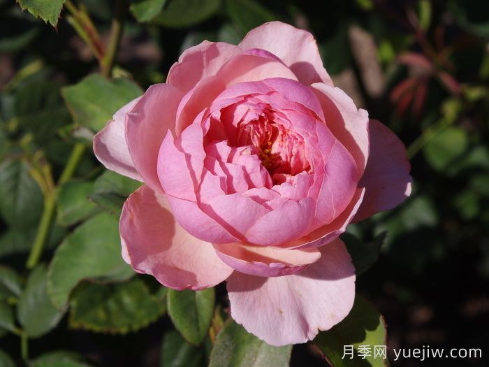 安尼克城堡月季/阿尼克月季(图4)