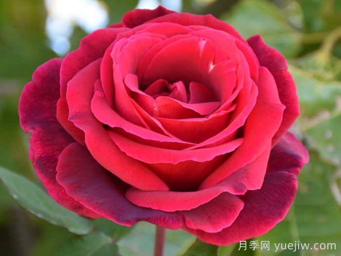 林肯先生月季(图3)