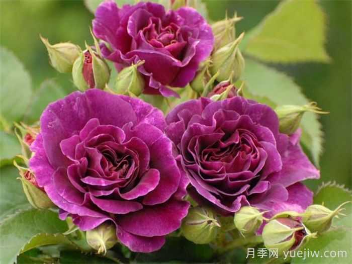 比利时月季/密涅瓦月季(图2)