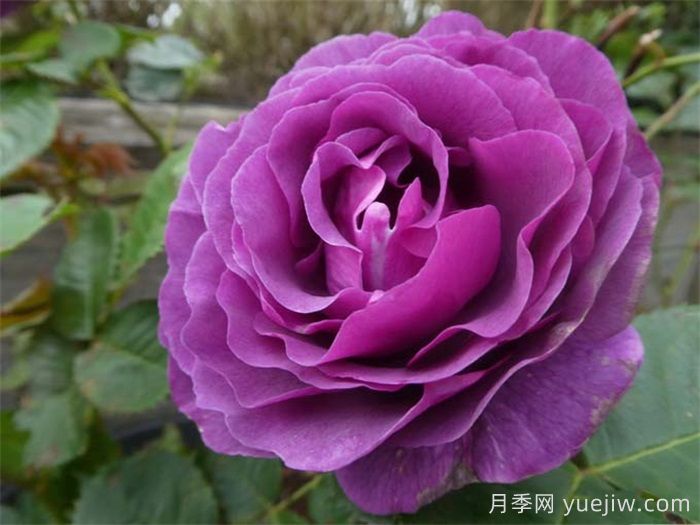 比利时月季/密涅瓦月季(图6)