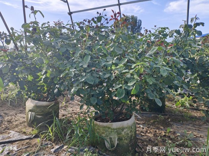 月季配土方案指导，选对介质月季长得快(图3)
