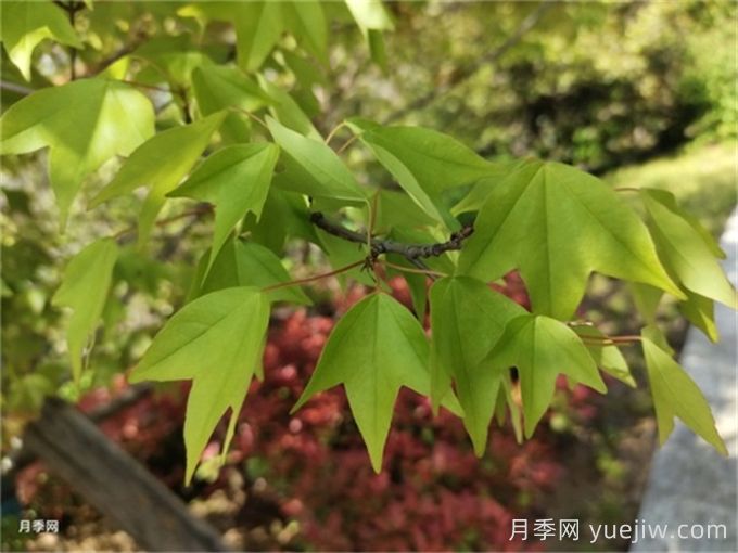如何分辨三角枫、五角枫、元宝枫、鸡爪槭，有图片(图1)