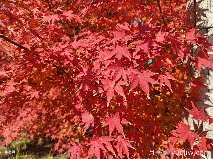 如何分辨三角枫、五角枫、元宝枫、鸡爪槭，有图片(图5)
