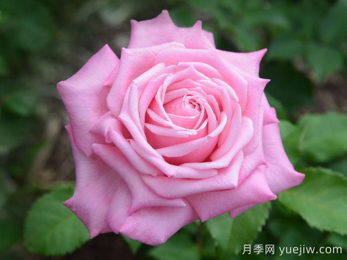 贝琳达之梦月季/贝琳达梦想(图1)