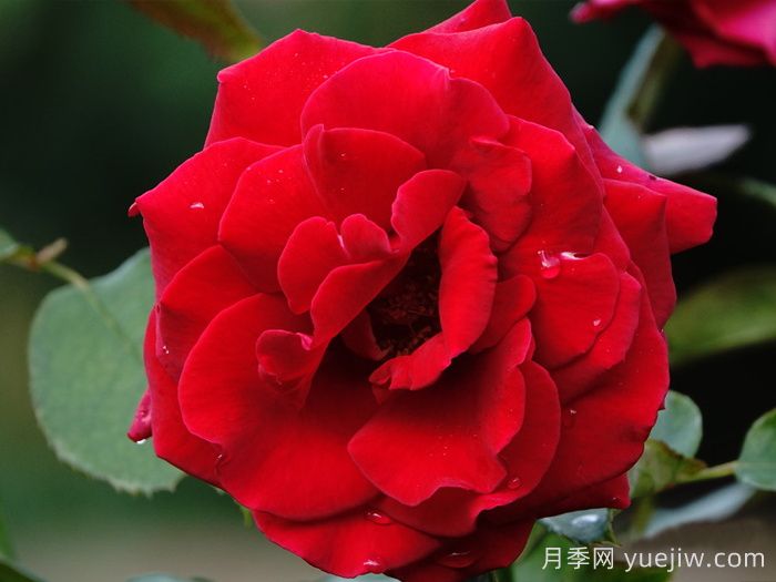 香魔84月季/皇家威廉/芳香魔法(图3)