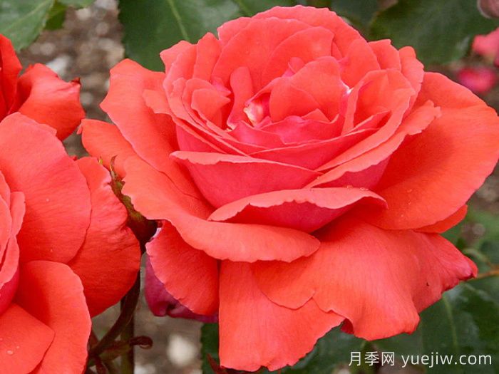 香云月季(图2)