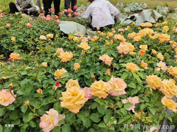 月季小苗的缓苗办法？提高移栽成活率(图1)