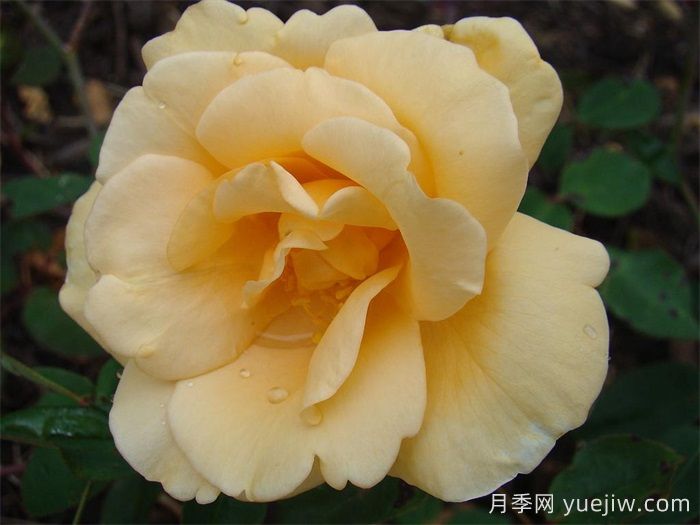 希林顿夫人月季，百年经典灌木月季(图1)