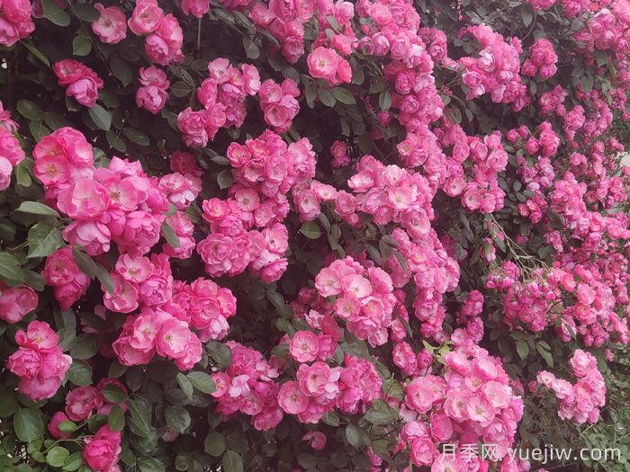 新手**次养月季怎么做？(图1)