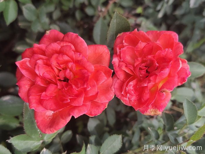 月季推荐，草裙舞女月季(图1)