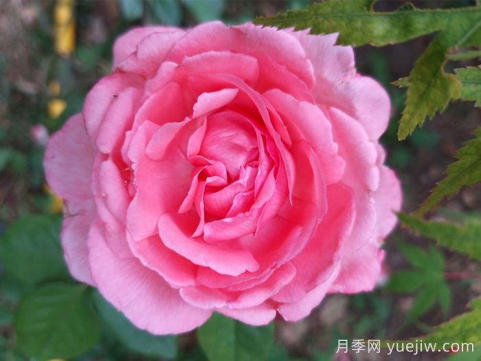 37个法国戴尔巴德月季品种推荐(图7)