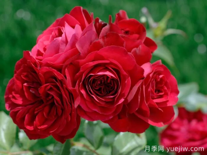 红色玫兰之爱月季/红色蒙娜丽莎/红爱玫(图1)