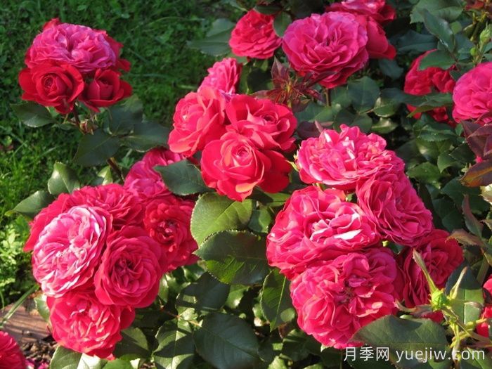 红色玫兰之爱月季/红色蒙娜丽莎/红爱玫(图2)