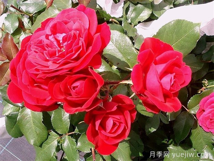 红色玫兰之爱月季/红色蒙娜丽莎/红爱玫(图3)