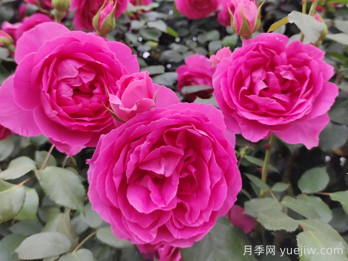 30种漂亮的月季品种，你养了几种？(图2)