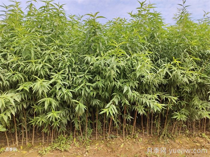 桃树苗(图1)