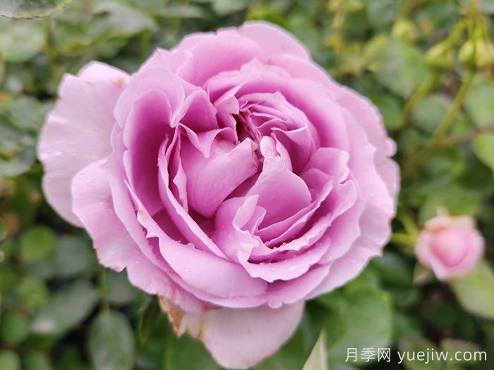 赏中国月季文化，诗咏月季花(图1)