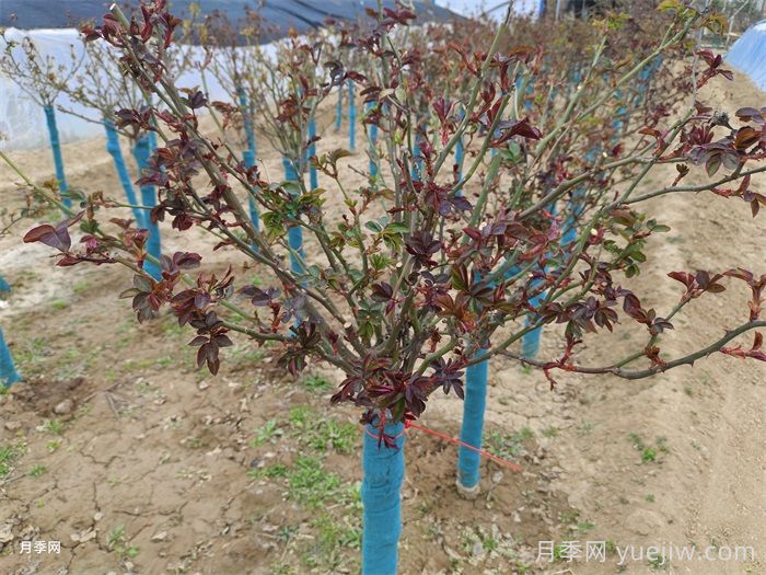 春季月季抹芽全攻略！抹芽后的施肥管理(图2)