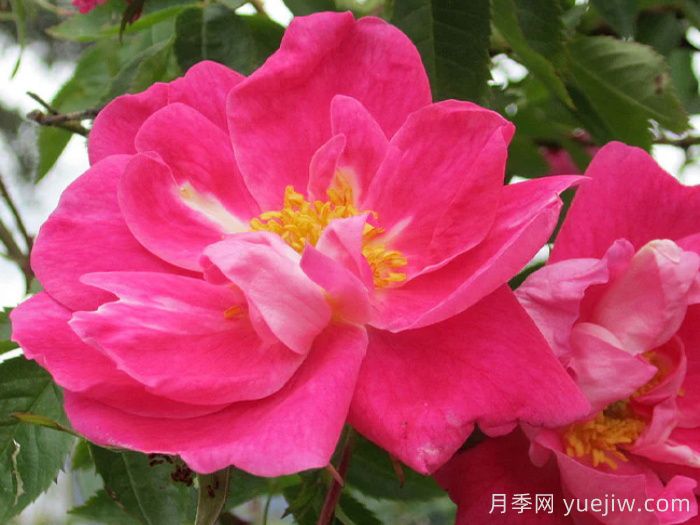 威廉巴芬月季(图1)