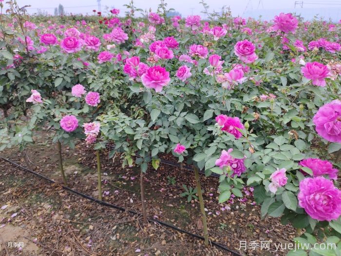 ​半阴环境光照不足如何养好月季花？(图1)