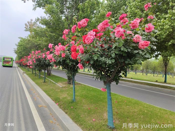 南阳叫响“世界月季名城”品牌，推进月季种植增植(图1)