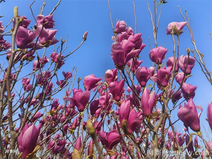 南阳南召：打造省级玉兰科研平台(图1)