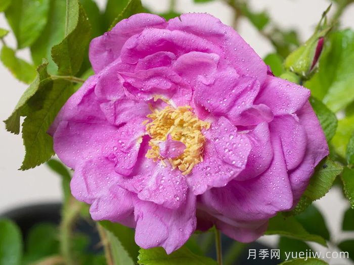 智慧跑者月季/智能跑步者(图3)